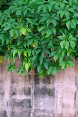 Green plant on the Old pink walls