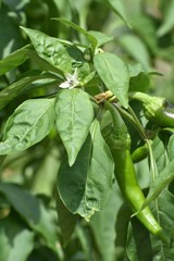 万願寺トウガラシ