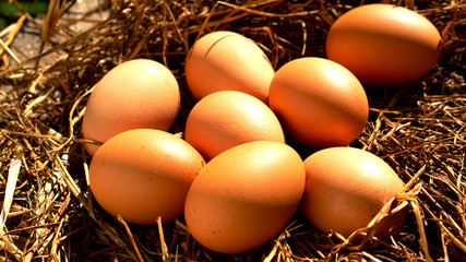 Fresh brown eggs in the nest. Fresh eggs from the chicken farm.