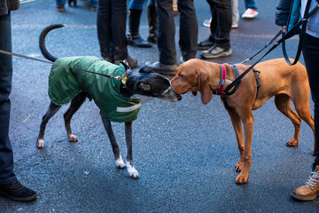 Two dogs sniff each other. City dogs