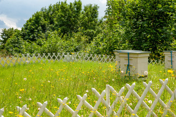 Wooden beehives on the meadow