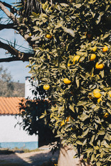 orange tree