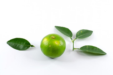 fresh green lime on white background