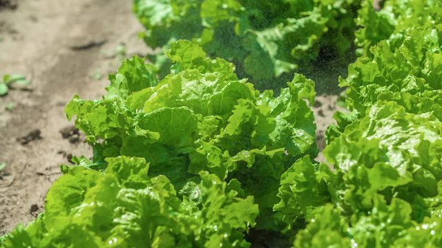 Fresh lettuce growing on farmland in rows