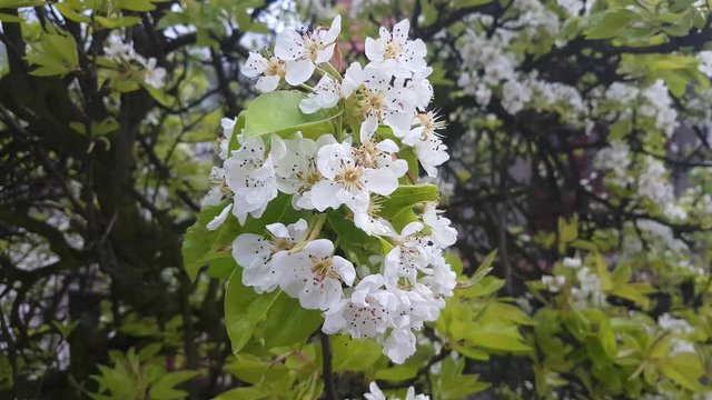 Springtime Blossom, White Pear Tree Sring Flowers on Light Breeze, Close Up