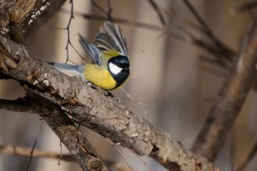 Little bird on a branch in the forest. Birds. Winter. Spring. Forest.