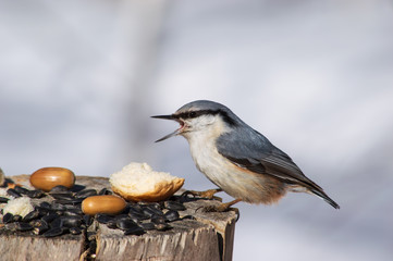 Little bird on a branch in the forest. Birds. Winter. Spring. Forest.