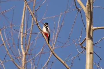 Little bird on a branch in the forest. Birds. Winter. Spring. Forest.