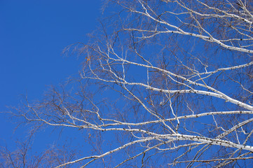 Tree branches against the blue sky. Winter. Snow.