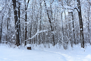 Snow covered trees in the winter forest. Winter. Snow.