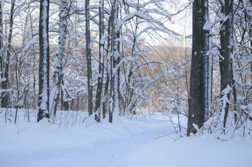 Snow covered trees in the winter forest. Winter. Snow.
