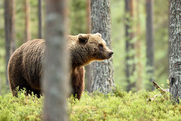 brown bear in forest scenery
