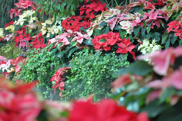 Picturesque blossoming of a beautiful flower in the winter in the greenhouse