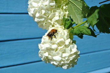 a bush of white hydrangea and a bumblebee collecting nectar from its buds