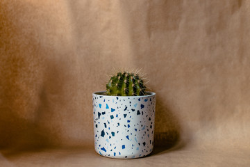 A cactus in a terrazzo pot in front of a craft paper background