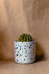 A cactus in a terrazzo pot in front of a craft paper background