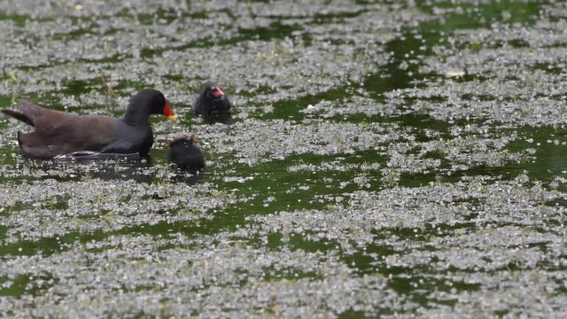 Moorhen feeding chicks
