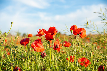 Obraz premium Red poppies on the meadow. Sunny summer day.