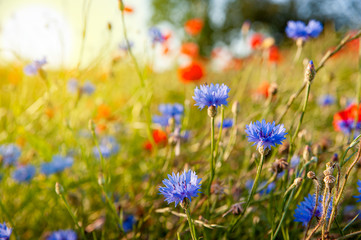 Fototapeta premium Poppies, cornflowers and daisies on the meadow. Summer sunny day.