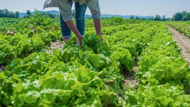 Harvest beautiful crop of lettuce and placing it in a basket, slow motion
