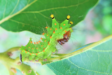 The green caterpillar on the leaf