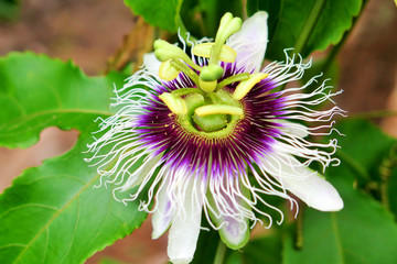 Purple and white flowers with green stamens