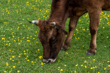 red cow eating grass in a green meadow with yellow flowers close up
