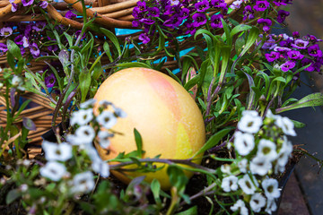 an easter egg placed in candy tuft leaves and blooms