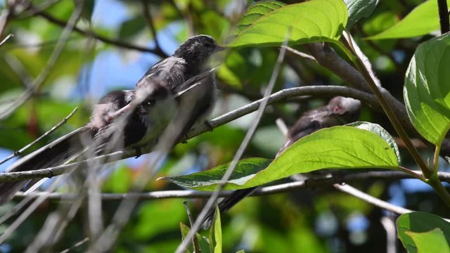 juvenile long tailed tits preening
