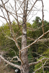 木　緑　自然　森　風景