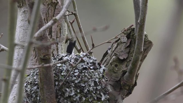 Long tailed tits building nest