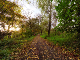 Fototapeta premium Autumn forest morning,Northern Ireland