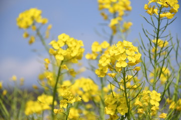 菜の花