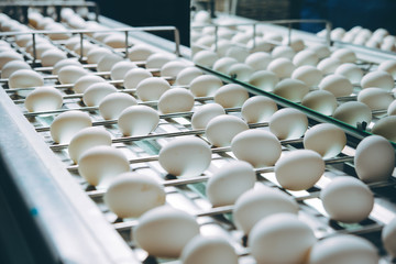 Obraz premium egg factory plant agriculture poultry chicken farm