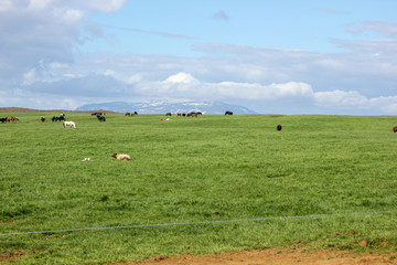 Fototapeta na wymiar Icelandic horses in their field in summer in Iceland