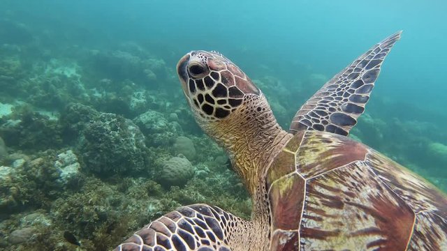 A close-up shot of a beautiful green sea turtle surfacing for air before returning to the coral reef.
