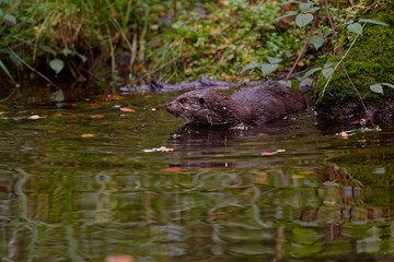 Loutre