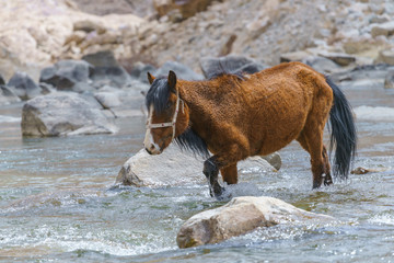 The horse in water