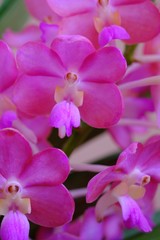 Fototapeta na wymiar close-up Purple Thai Orchids, nature background