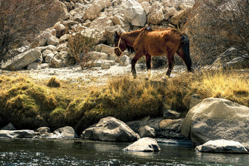 The Brown horse along the river