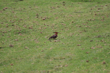 woodpecker in grassland in search of prey