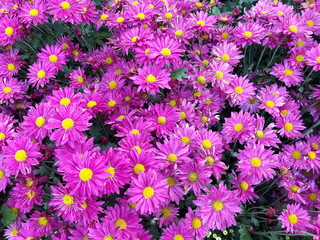 Fototapeta premium Pink Chrysanthemum flower in the garden background