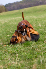 Dog outdoors on the move at agility..