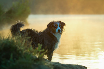 Mini Australian Shepherd