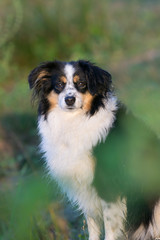 Mini Australian Shepherd sitting among a grass