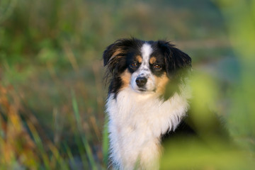 Mini Australian Shepherd sitting among a grass