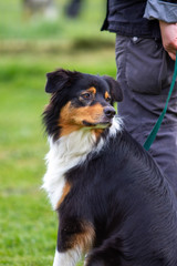Dog outdoors on the move at agility..