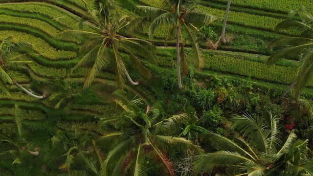 View of Jatiluwih rice terrace, Bali