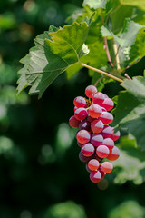 A bunch of red grapes on a vine