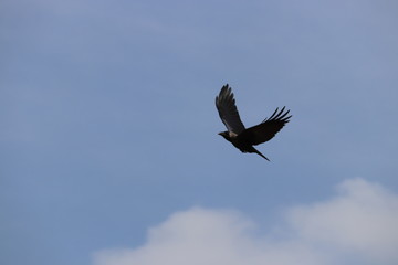 Title suggests EAGLE ON FLIGHT but it was just a CROW ON FLIGHT